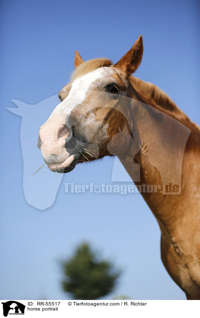 Arabohaflinger Portrait / horse portrait / RR-55517