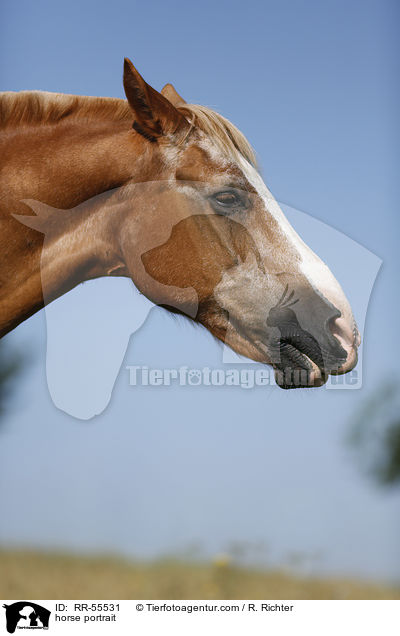 Arabohaflinger Portrait / horse portrait / RR-55531
