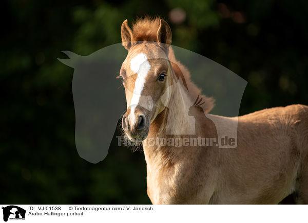 Arabo-Haflinger portrait / VJ-01538