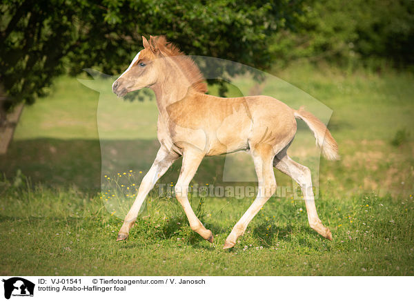 trabendes Arabo-Haflinger Fohlen / trotting Arabo-Haflinger foal / VJ-01541