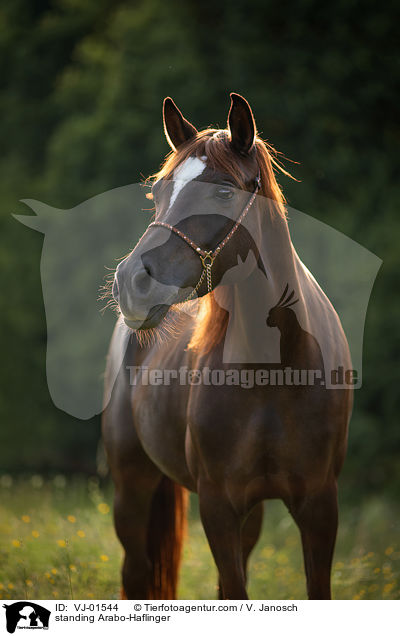 standing Arabo-Haflinger / VJ-01544