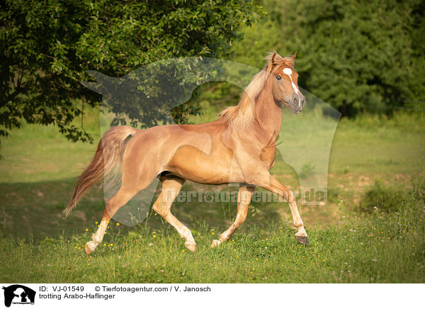 trotting Arabo-Haflinger / VJ-01549