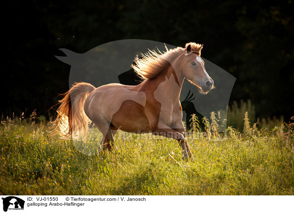 galoppierender Arabo-Haflinger / galloping Arabo-Haflinger / VJ-01550