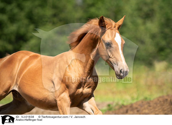 Arabo-Haflinger Fohlen / Arabo-Haflinger foal / VJ-01838