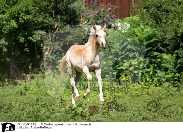 galloping Arabo-Haflinger / VJ-01879