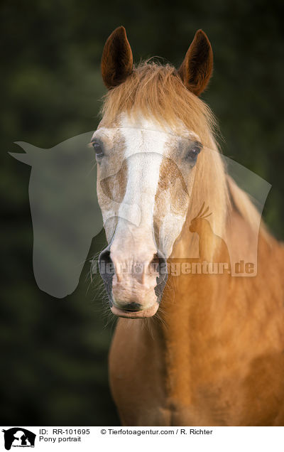 Pony portrait / RR-101695