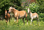 Haflinger and Arabo-Haflinger