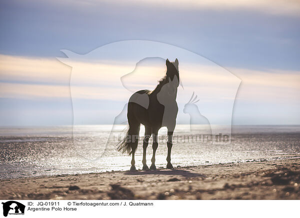 Argentine Polo Horse / JQ-01911