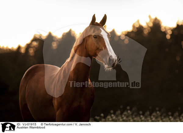 sterreichisches Warmblut / Austrian Warmblood / VJ-01915