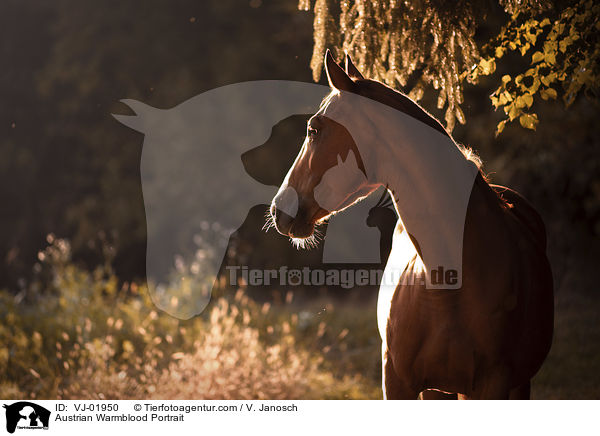 sterreichisches Warmblut Portrait / Austrian Warmblood Portrait / VJ-01950