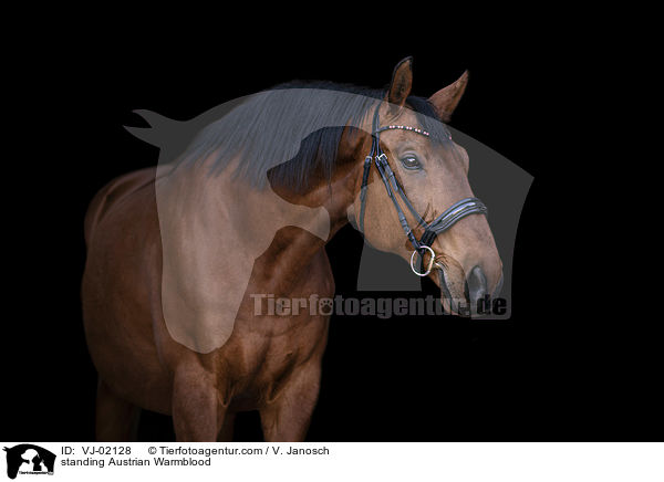 stehendes sterreichisches Warmblut / standing Austrian Warmblood / VJ-02128