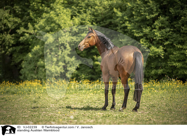 stehendes sterreichisches Warmblut / standing Austrian Warmblood / VJ-02239