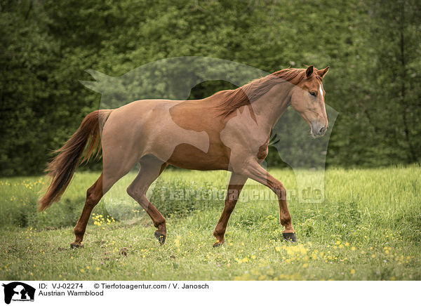 sterreichisches Warmblut / Austrian Warmblood / VJ-02274