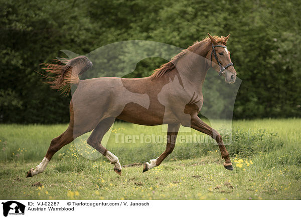 sterreichisches Warmblut / Austrian Warmblood / VJ-02287