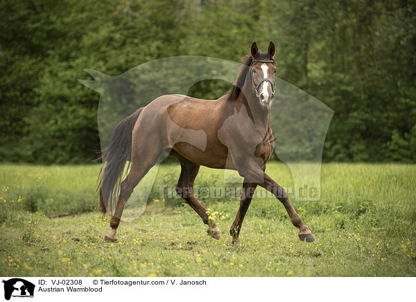 sterreichisches Warmblut / Austrian Warmblood / VJ-02308