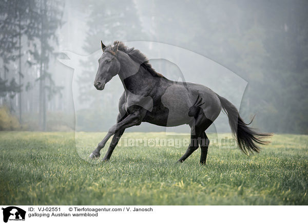 galoppierendes sterreichisches Warmblut / galloping Austrian warmblood / VJ-02551