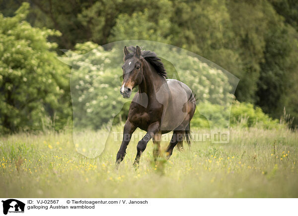 galoppierendes sterreichisches Warmblut / galloping Austrian warmblood / VJ-02567