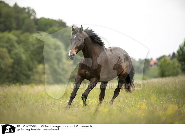 galloping Austrian warmblood / VJ-02568