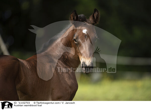 Austrian warmblood foal / VJ-02703