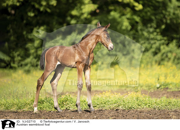 sterreichisches Warmblut Fohlen / Austrian warmblood foal / VJ-02710