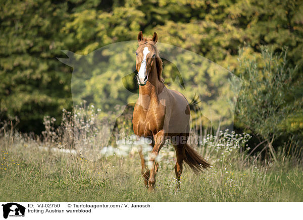 trotting Austrian warmblood / VJ-02750