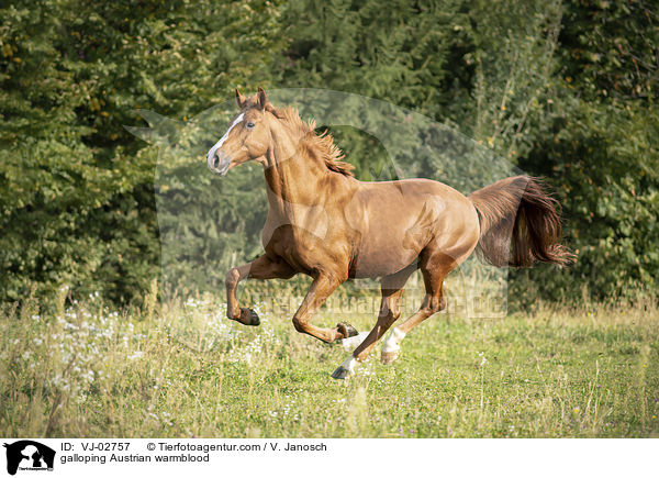 galoppierendes sterreichisches Warmblut / galloping Austrian warmblood / VJ-02757