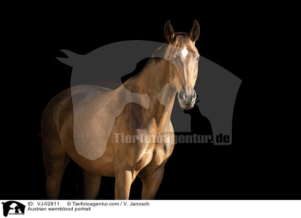 Austrian warmblood portrait / VJ-02811