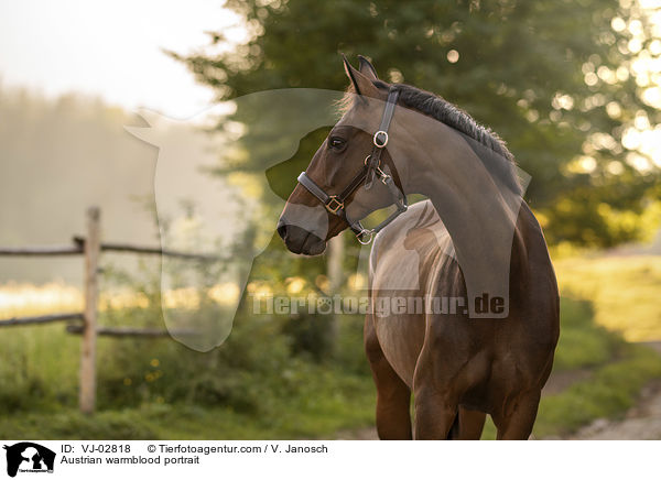 sterreichisches Warmblut Portrait / Austrian warmblood portrait / VJ-02818