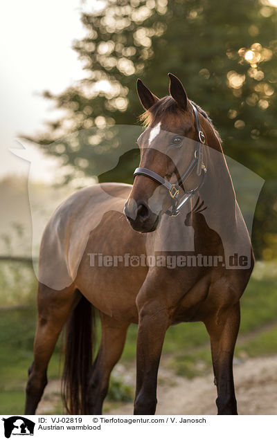 Austrian warmblood / VJ-02819