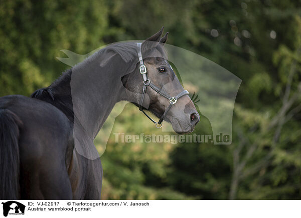 sterreichisches Warmblut Portrait / Austrian warmblood portrait / VJ-02917