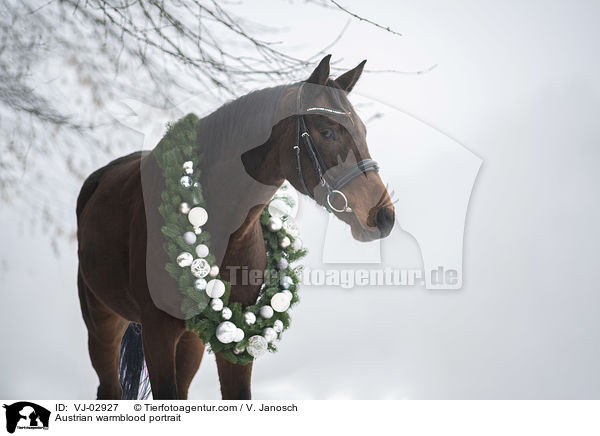 sterreichisches Warmblut Portrait / Austrian warmblood portrait / VJ-02927