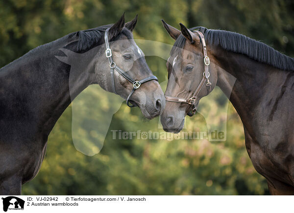 2 sterreichische Warmblter / 2 Austrian warmbloods / VJ-02942