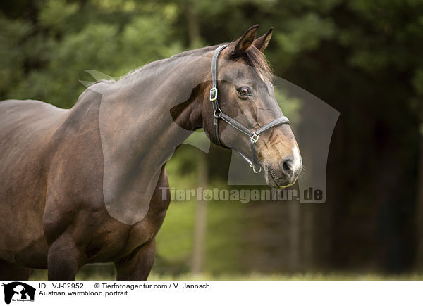 sterreichisches Warmblut Portrait / Austrian warmblood portrait / VJ-02952