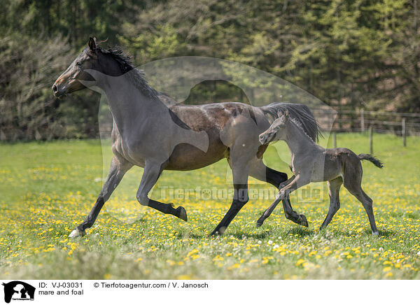 Stute und Fohlen / mare and foal / VJ-03031