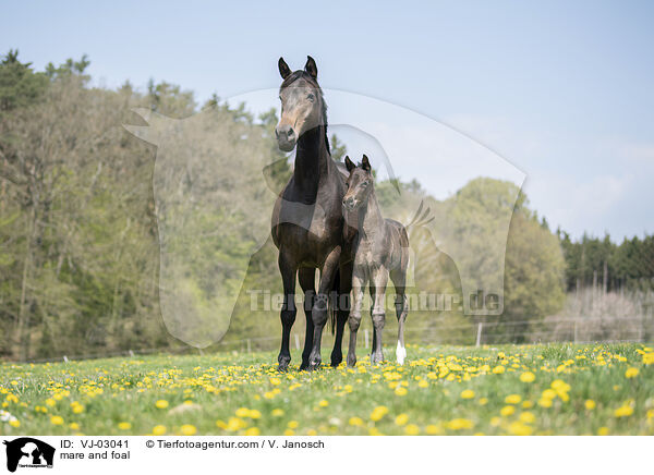 Stute und Fohlen / mare and foal / VJ-03041