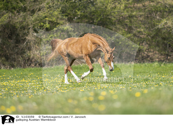 galoppierendes sterreichisches Warmblut / galloping Austrian Warmblood / VJ-03059