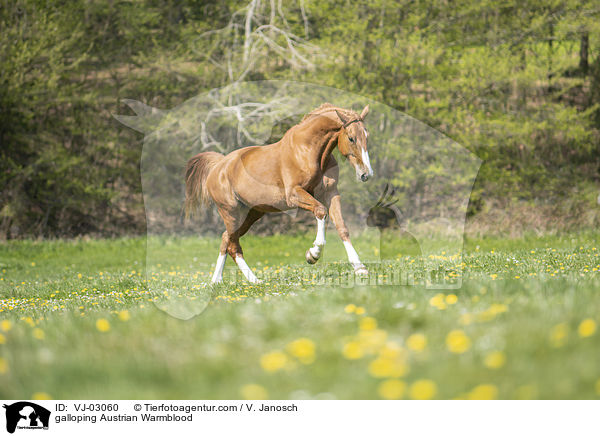 galoppierendes sterreichisches Warmblut / galloping Austrian Warmblood / VJ-03060