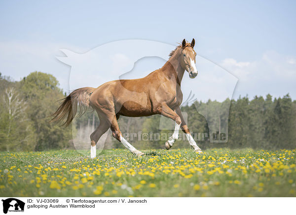 galoppierendes sterreichisches Warmblut / galloping Austrian Warmblood / VJ-03069