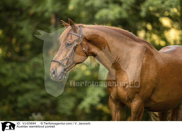 sterreichisches Warmblut Portrait / Austrian warmblood portrait / VJ-03694