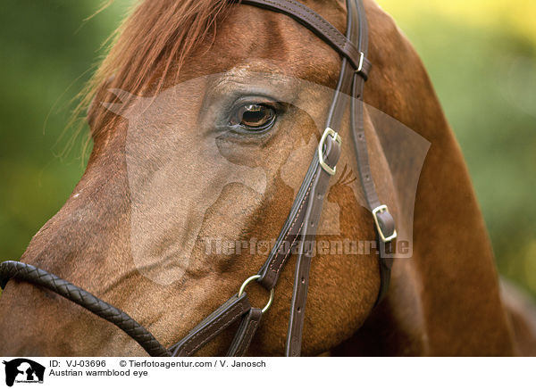 sterreichisches Warmblut Auge / Austrian warmblood eye / VJ-03696