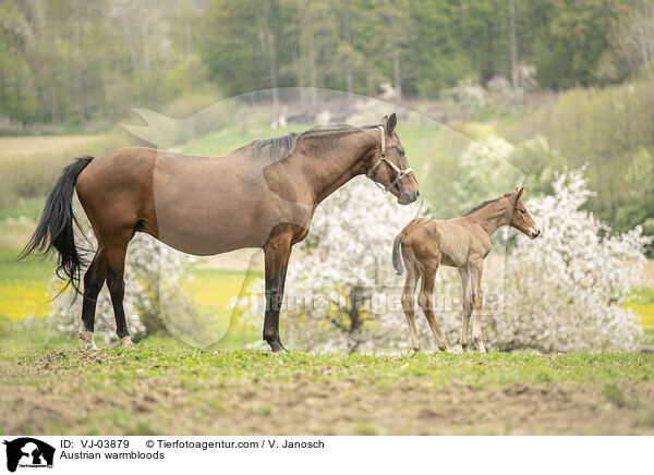 sterreichische Warmblter / Austrian warmbloods / VJ-03879