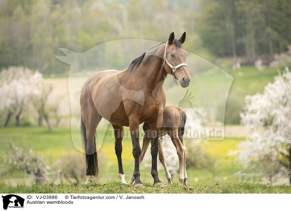 sterreichische Warmblter / Austrian warmbloods / VJ-03886