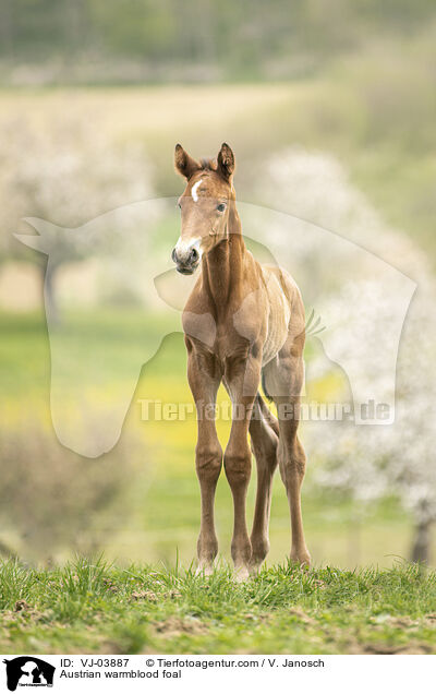 Austrian warmblood foal / VJ-03887