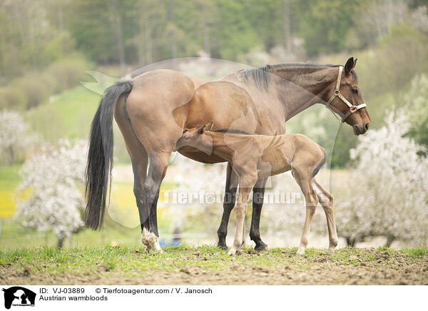 sterreichische Warmblter / Austrian warmbloods / VJ-03889