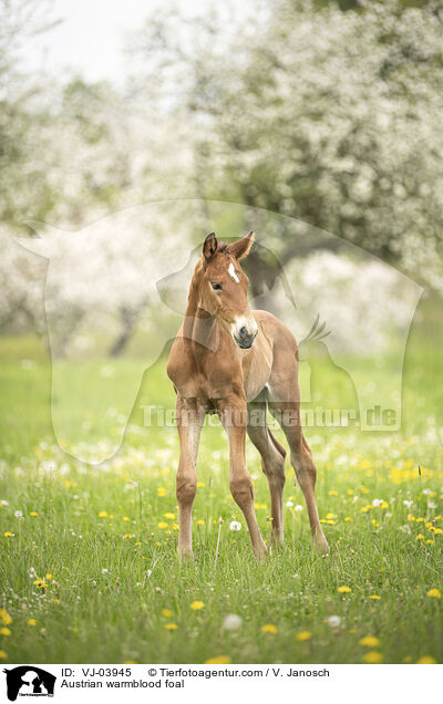 sterreichisches Warmblut Fohlen / Austrian warmblood foal / VJ-03945