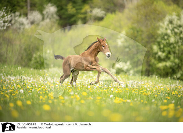 Austrian warmblood foal / VJ-03949