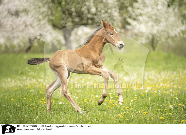 sterreichisches Warmblut Fohlen / Austrian warmblood foal / VJ-03968