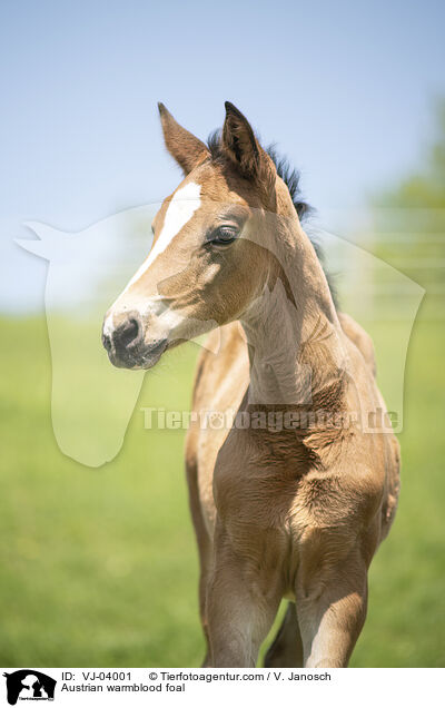 sterreichisches Warmblut Fohlen / Austrian warmblood foal / VJ-04001