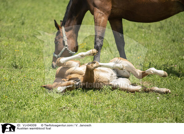 sterreichisches Warmblut Fohlen / Austrian warmblood foal / VJ-04009