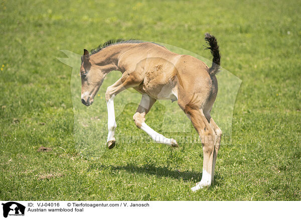 sterreichisches Warmblut Fohlen / Austrian warmblood foal / VJ-04016